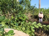 El gobierno de Milei le dio otro golpe al Instituto Nacional de la Yerba
