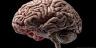 Una nueva terapia con ultrasonido y microburbujas mostró resultados alentadores en niños con un tipo de cáncer cerebral difícil de tratar