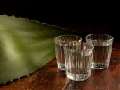 Qué es la raicilla y sus diferencias con el tequila y el mezcal