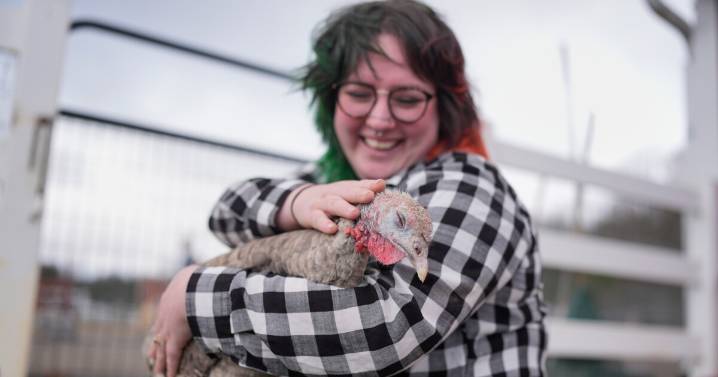 At The Gentle Barn, turkeys are for snuggling, not stuffing at Thanksgiving