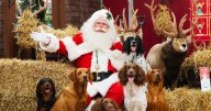Four-legged family members can join in Christmas fun at Dobbies Livingston store