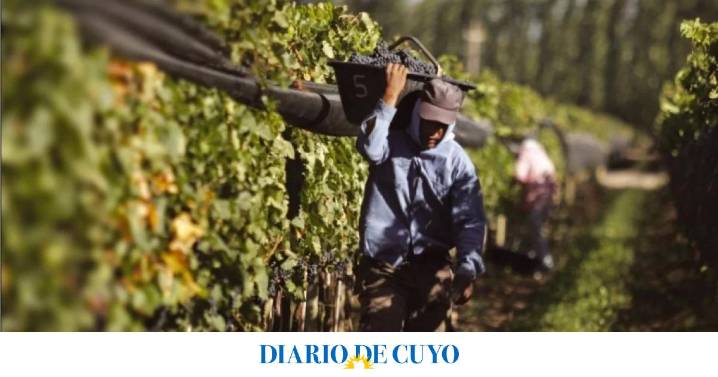 Crisis vitivinícola: reconvertir viñedos puede costar hasta 30.000 dólares la hectárea 