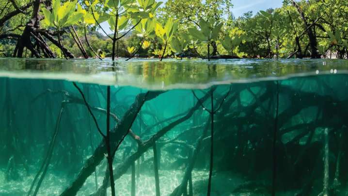 Brevard moving ahead toward renewing Indian River Lagoon sales tax