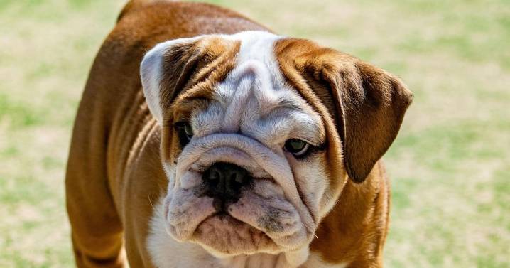 Razas de perros menos inteligentes, según expertos