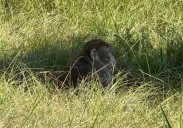 Mississippi woman kills escaped monkey fearing for her children's safety