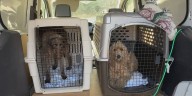 Four dogs arrive in Lynchburg after massive Henry County hoarding rescue