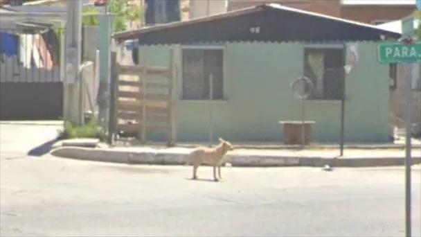 Nogales: Denuncian ataque entre perros en la Flores Magón