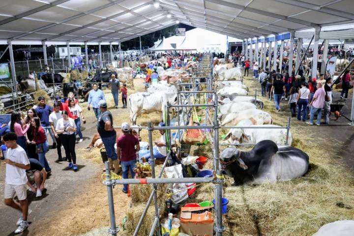 Jueces internacionales califican la ganadería de alta calidad
