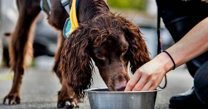 Warning issued to any dog owner who gives their pets tap water