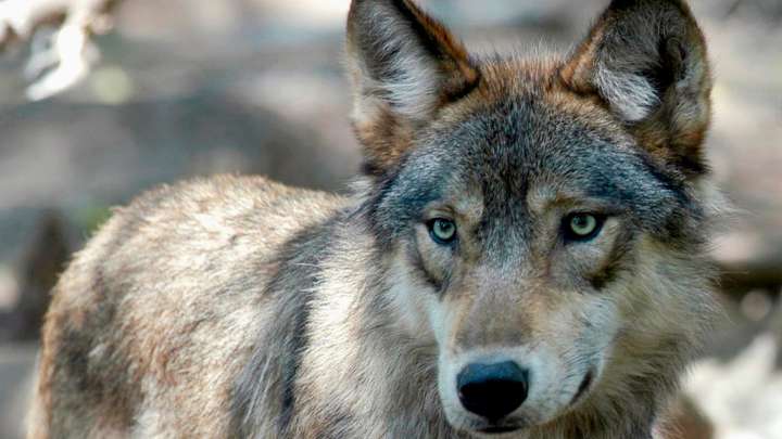 Wolf wanders close to populated area of California’s Central Valley