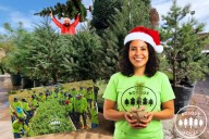 ‘Apoya tu Bosque Local’ en Saltillo: inicia campaña de renta de pinos para Navidad este 2025 desde 400 pesos