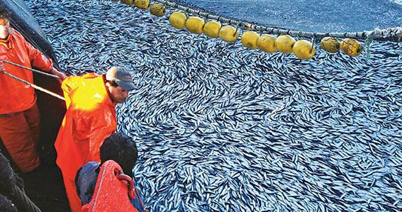 SE AUTORIZA INICIO DE LA SEGUNDA TEMPORADA DE PESCA INDUSTRIAL CON CUOTA TRANSITORIA DE 500 MIL TONELADAS