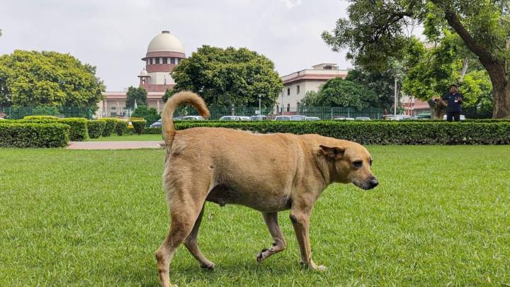Supreme Court to Pass Order in Stray Dogs Case on Nov 7