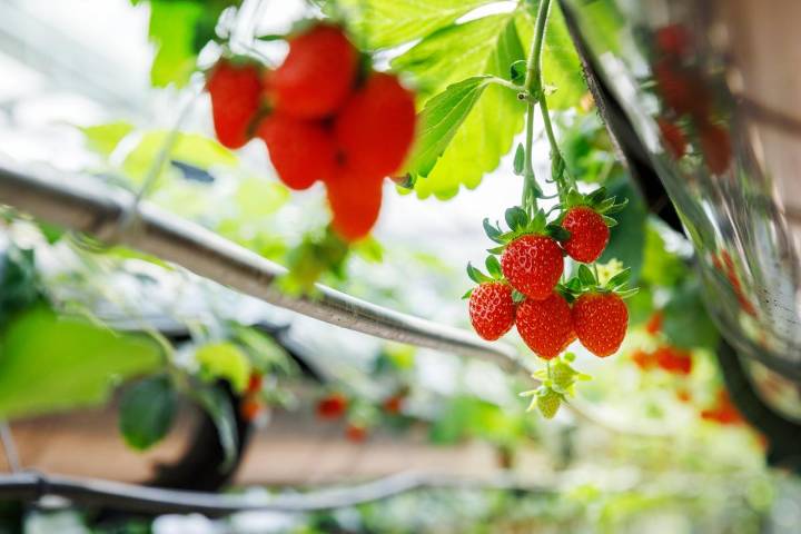 Midwest School to Launch Indoor Hydroponic Garden with New Grant