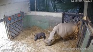 Nace el primer rinoceronte blanco en Bioparc València
