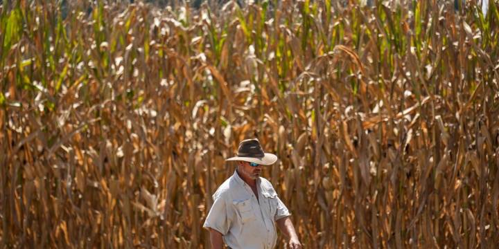 Why Land O'Lakes is piloting a new AI tool called 'Oz' in bid to help boost profits on cost