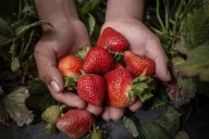 Child Farmworkers Face Dangerous Exposure to Pesticides in California Fields