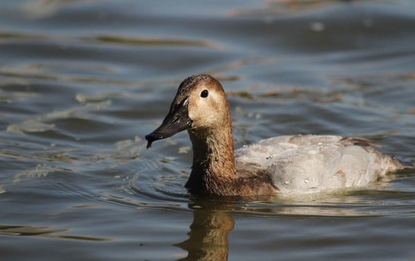 Parque Central reporta presencia de pato coacoxtle en sus lagos