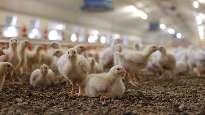 La Región de Murcia actúa preventivamente contra la gripe aviar, aunque no hay casos detectados