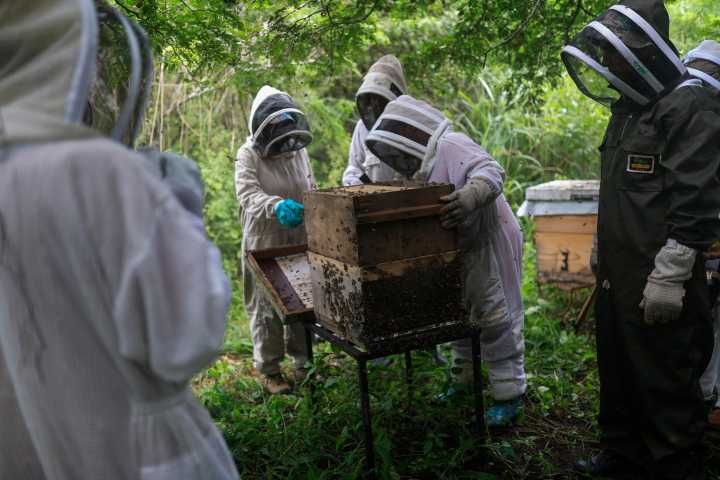 Miel de mangle, trabajo de mujeres: cómo Panamá y Perú convierten a las abejas en un escudo costero