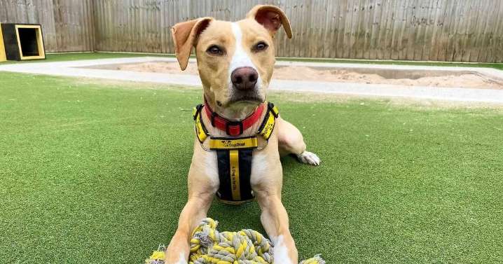 Christmas market where you can buy a festive dinner for homeless dog