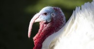 Holiday stress?: Turkey prices up big as Thanksgiving nears