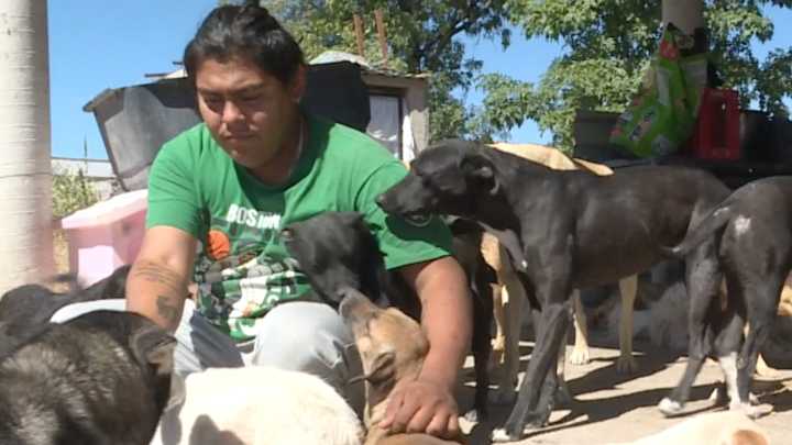 Siete Perros Han Muerto Tras Comer Croquetas Envenenadas en un Albergue de León, Guanajuato
