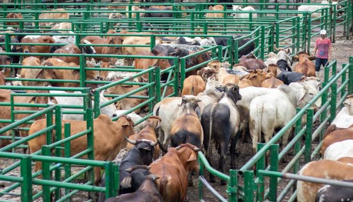 ¿Cómo se comportó el precio del ganado durante la semana del 10 al 14 de noviembre?