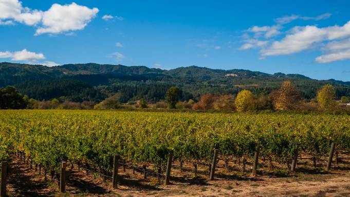 Why California Winegrowers Ripped Out 40,000 Acres of Vines This Year