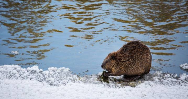 FWP looks at beaver transplants as way to fight Montana drought, restore watersheds