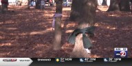 Annie Jackson Elementary 4th graders wrap trees in Colburn Park with scarves