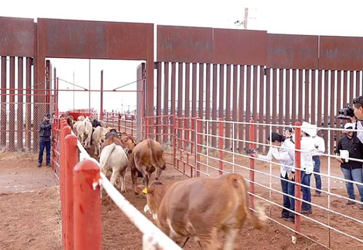 Avanzan gusano barrenador del ganado, escasez y pérdidas a un año del cierre de frontera de EU