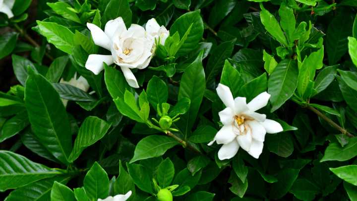 Don't Skip This Essential Fall Task For Healthy Gardenias Come Springtime