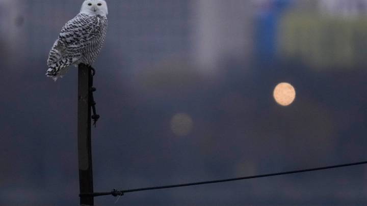 Snowy owls spotted near Montrose Beach draw crowds