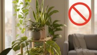 Si la tenés en casa, cuidado: la planta que bloquea la energía positiva, según el Feng Shui
