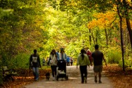 GARDENING: Still time to plant bulbs, even in small space