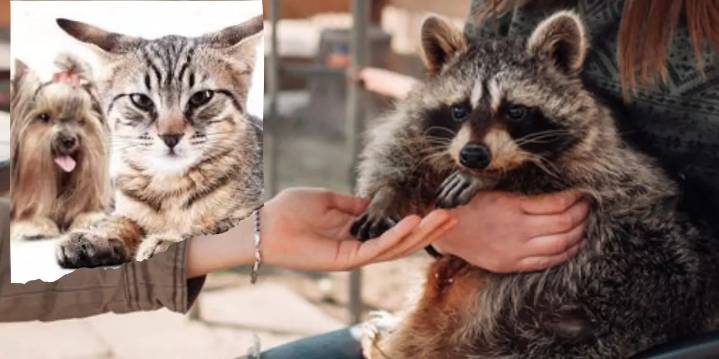 Mapaches casi domesticados: ¿nuevo reemplazo de tu perro o gato?