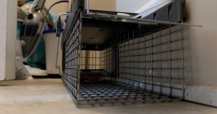 Akron mom frustrated as Landlord ignores squirrel issue