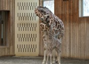 Zoo welcomes the newest member of Detroit’s most towering family
