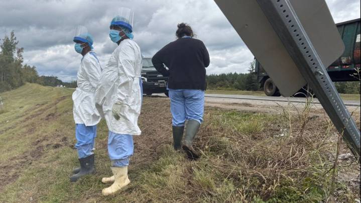 Mississippi woman kills escaped monkey fearing for her children's safety