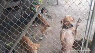 Indignante caso de maltrato animal en Cali: imputan a hombre que tenía 14 perros en precarias condiciones y se estaban comiendo entre ellos