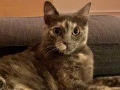 Readers speak: My CT cat might need a GPS