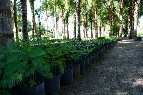 Deforestación cero: Lula reafirma compromiso