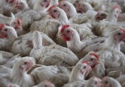 First human case in US of H5N5 bird flu strain confirmed in Washington resident
