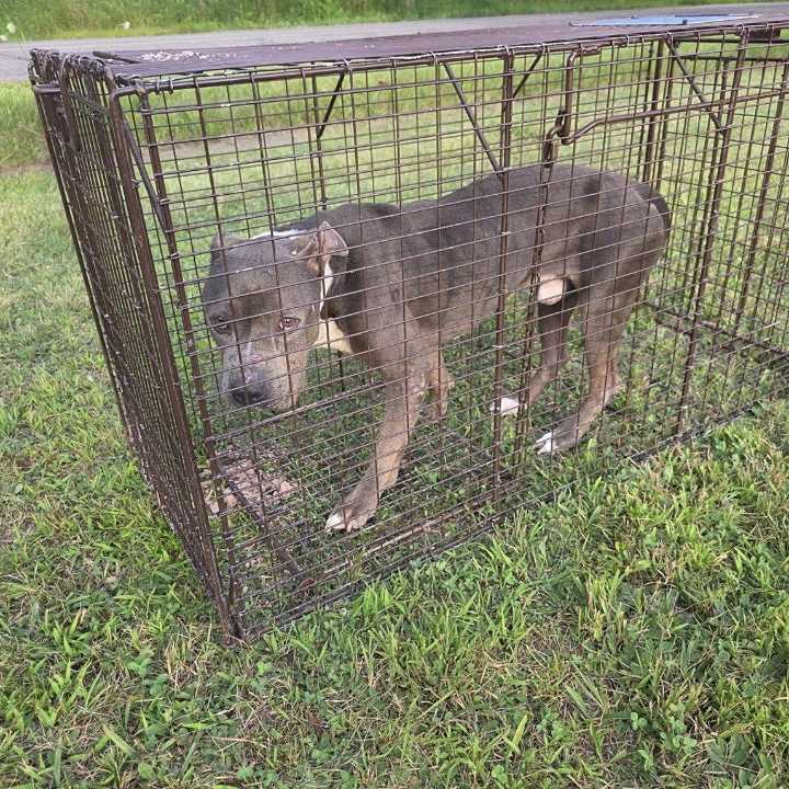 Warren man accused of ditching dog in August arrested on warrant