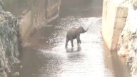 Sub-adult elephant trapped in Shivanasamudra canal rescued after two