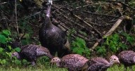 ‘Fast, agile’ wild turkeys flocking on Ontario roadway prompts safety warning