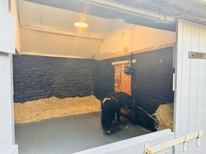 Little neighcation? Airbnb features shared barn with mini horse