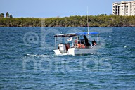 Se han identificado 7 ejemplares de tiburón ballena en La Paz; invitan a respetar la temporada 