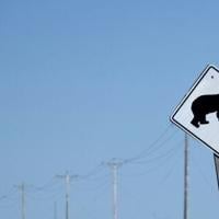 Four in hospital after bear attack on Canada school children